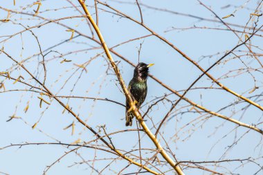 Ağaçta yapraksız oturan kuş.