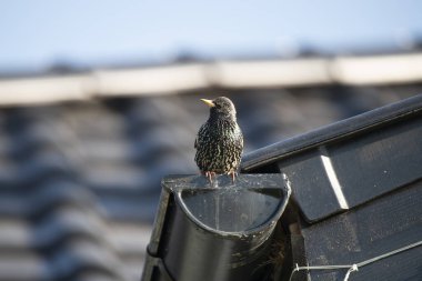 Kuş kanalizasyon borusunda, evin çatısında oturuyor. 