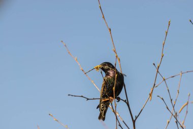 Ağaçta yapraksız oturan kuş.