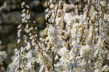 Çiçek açan ilkbahara yakın ağaç dallarında beyaz çiçekler. 