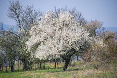 Ağaçlarda çiçek açan kır manzarası