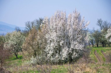 Ağaçlarda çiçek açan kır manzarası