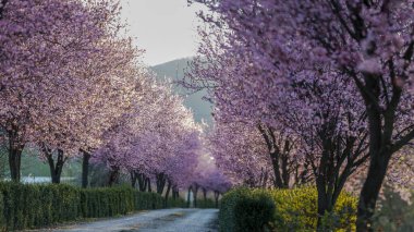 Ağaç dallarında açan bahar mor çiçekleri. 