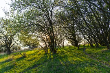 İlkbahar mevsiminde ağaçlar ve bitkilerle dolu kırsal alan