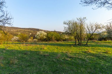 İlkbahar mevsiminde ağaçlar ve bitkilerle dolu kırsal alan