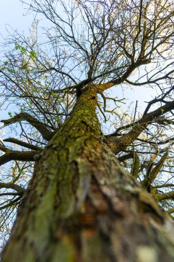 düşük açılı ağaç kabuğu ve dalları