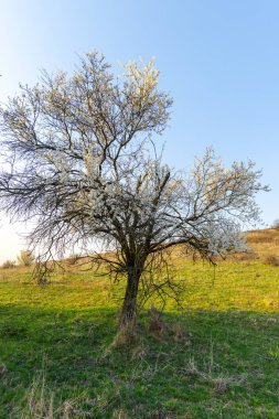 Ağaç dallarında açan bahar çiçekleriyle kırsal alan. 