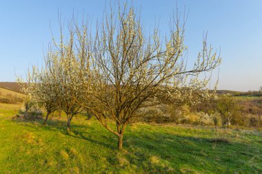 İlkbahar mevsiminde ağaçlar ve bitkilerle dolu kırsal alan