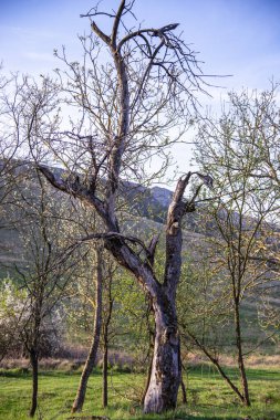 Çayırda bitkiler ve kuru ağaçlar var.