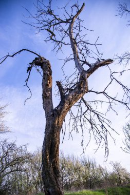 Çayırda bitkiler ve kuru ağaçlar var.