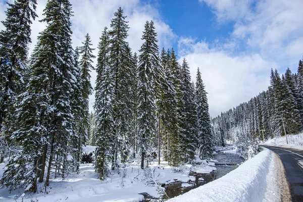 Droga Zimą Lesie Drzewami — Zdjęcie stockowe