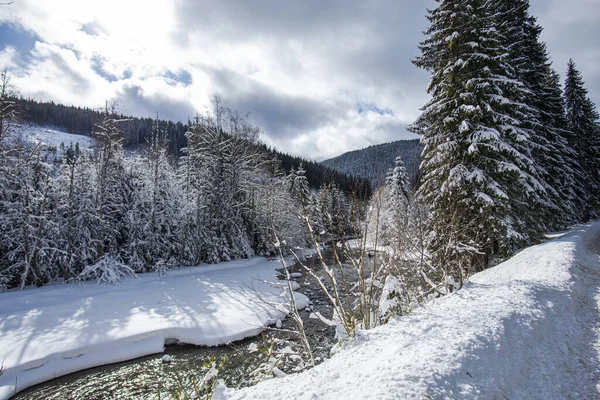 Invierno Bosque Flujo Río Frío — Foto de Stock