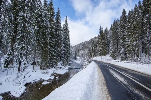 Camino Invierno Bosque Con Árboles — Foto de Stock