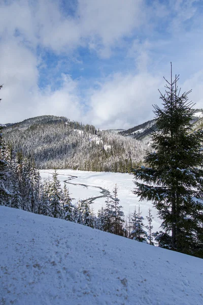 Invierno Las Montañas Bosque Con Árboles — Foto de Stock