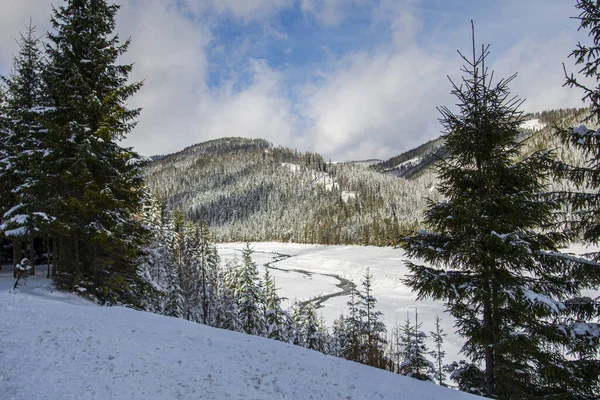 Winter Bergen Bos Met Bomen — Stockfoto
