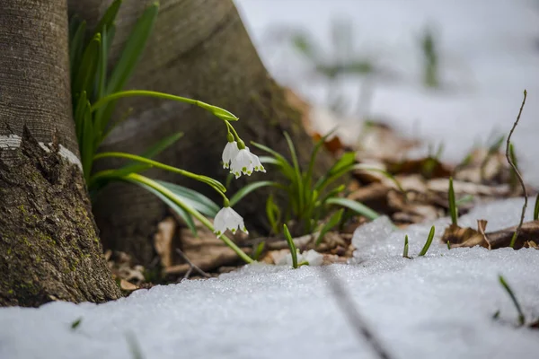 Primeiras Flores Primavera Gotas Neve Prado — Fotografia de Stock