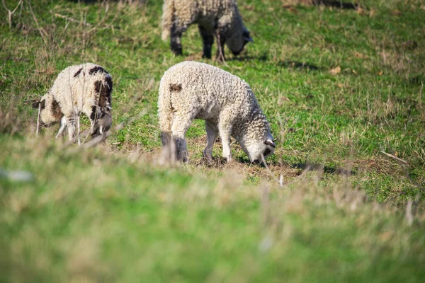 Sheep Grazing Countryside Green Grass Meadow — Stock Photo, Image