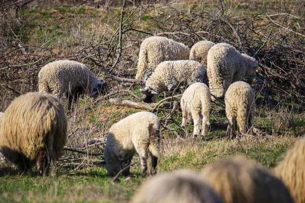 Sheep Grazing Countryside Green Grass Meadow — Stock Photo, Image