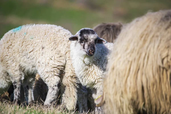 Land Schafe Weiden Auf Ackerland — Stockfoto