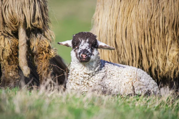 Pâturage Moutons Sur Prairie Herbe Verte Campagne — Photo