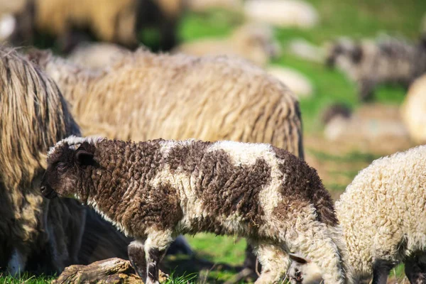 Sheep Grazing Countryside Green Grass Meadow — Stock Photo, Image