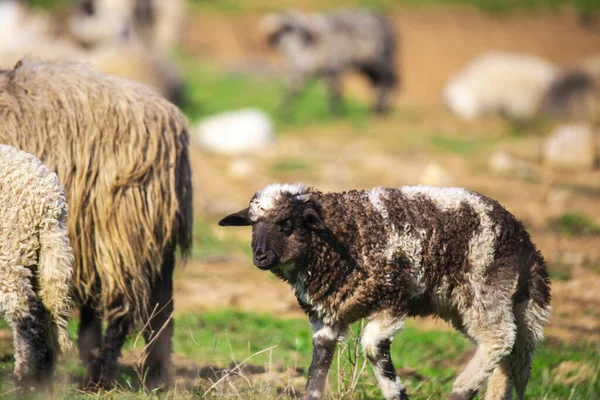 Сільська Місцевість Вівці Пасуться Фермерських Землях — стокове фото