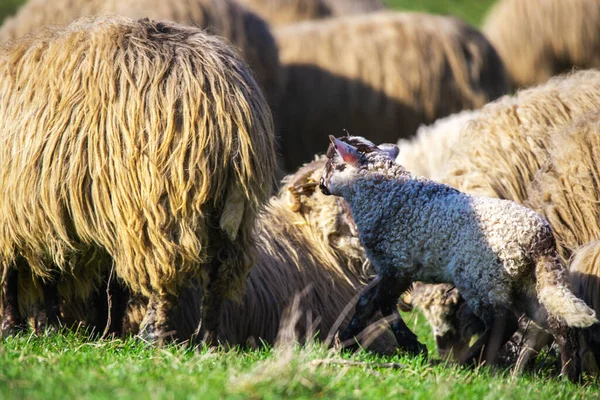 Sheep Grazing Countryside Green Grass Meadow — Stock Photo, Image