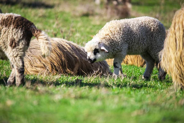 Sheep Grazing Countryside Green Grass Meadow — Stock Photo, Image