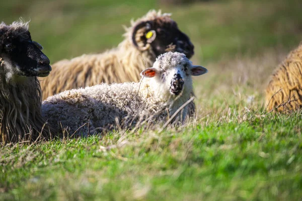 Sheep Grazing Countryside Green Grass Meadow — Stock Photo, Image