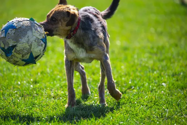 Hond Groen Gras Weide Spelen Met Bal — Stockfoto
