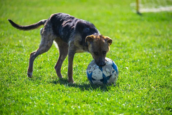 Hond Groen Gras Weide Spelen Met Bal — Stockfoto