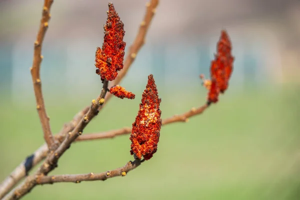 Tavaszi Növény Vörös Rügyek Faágakon — Stock Fotó