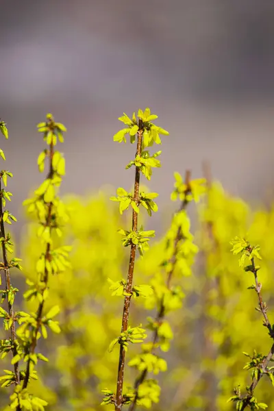 春天的植物 黄色的树枝 — 图库照片