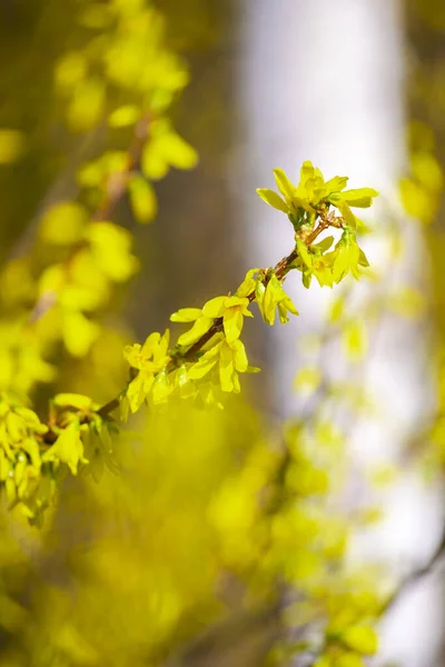 Lenteflora Gele Boomtakken — Stockfoto