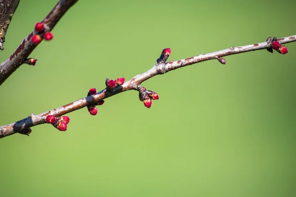 Spring Flora Close Early Spring Branch — Stock Photo, Image