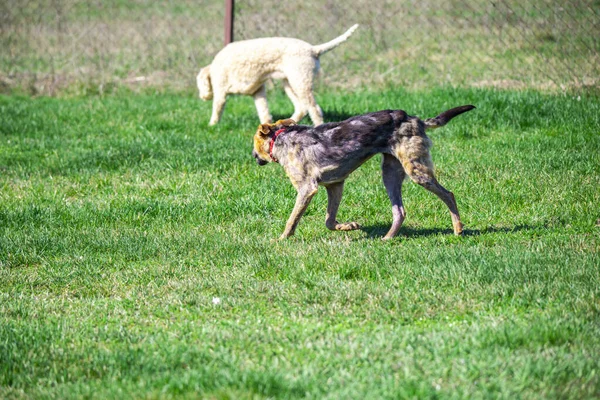 Schattige Honden Buiten Groen Gras Weide — Stockfoto