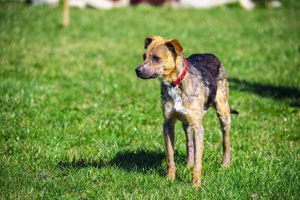 Schattige Hond Buiten Groen Gras Weide Dier Concept — Stockfoto