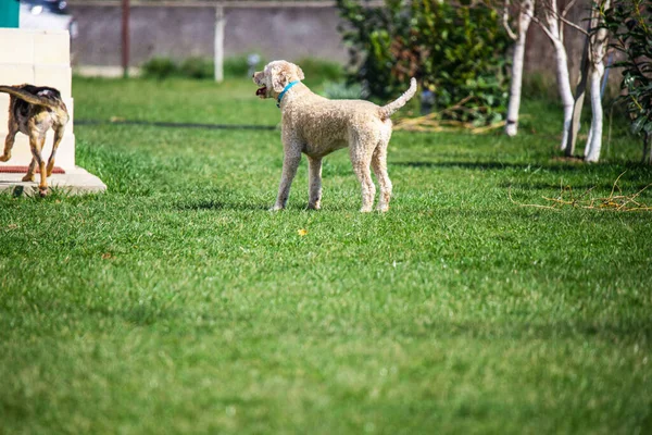 Очаровательные Собаки Открытом Воздухе Зеленом Лугу Травы — стоковое фото