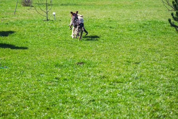 Perros Adorables Aire Libre Prado Hierba Verde — Foto de Stock