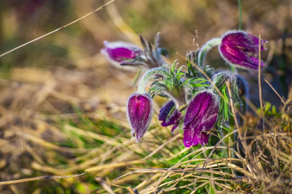 最初の春の花 牧草地の紫色の群生 — ストック写真