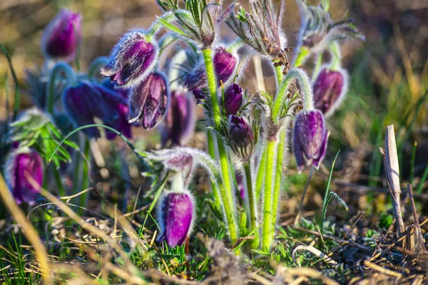 Pierwsze Wiosenne Kwiaty Purpurowe Krokusy Łące — Zdjęcie stockowe