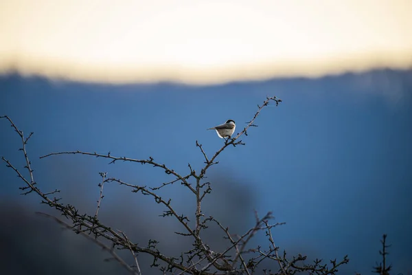 Pequeno Pássaro Sentado Árvore Sem Folhas — Fotografia de Stock