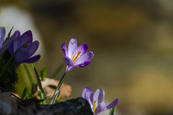 First Spring Flowers Purple Crocuses Meadow — Stock Photo, Image