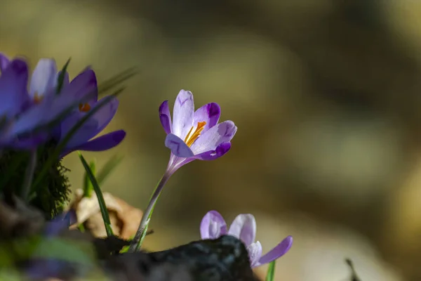 First Spring Flowers Purple Crocuses Meadow — Stock Photo, Image