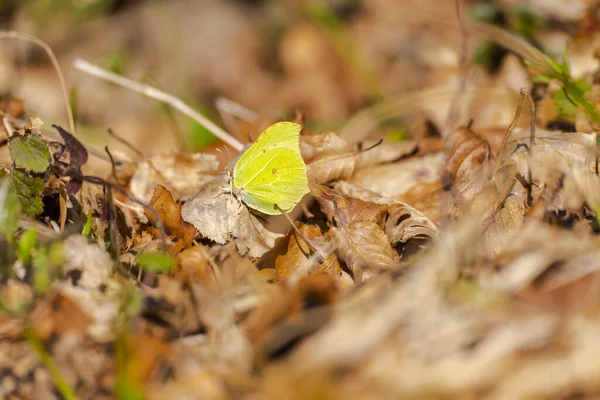 Feuilles Saison Automne Sur Sol Papillon Jaune — Photo