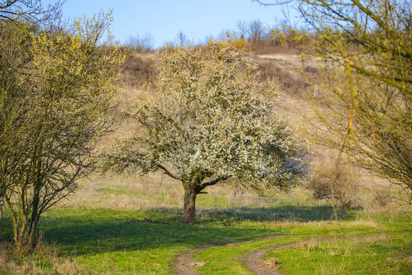 Vår Flora Parken Träd Med Grenar — Stockfoto