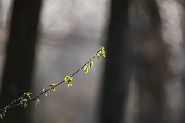 Spring Flora Erken Bahar Şubesinin Kapağı — Stok fotoğraf