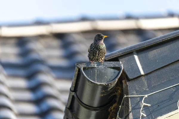 Bird Sitting Drain Pipe House Roof — Stock Photo, Image