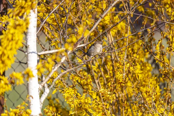 Pássaro Sentado Árvore Com Folhas — Fotografia de Stock