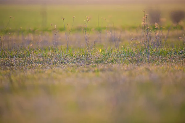 Wild Grass Countryside Field Flora — Stock Photo, Image